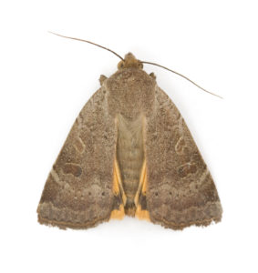 moth-photos